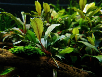 Буцефаландра sp Pacholie, шт